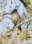 Gray Catbird 5084